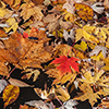 image link to photogallery autumn 24