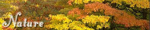 nature photographs