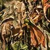 image link to photo gallery for earth 41