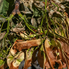image link to photo gallery Earth 45