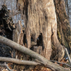 image link to photography galley for earth 55