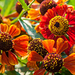 image link for summer images