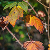 image link to autumn02 images