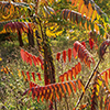 image link to autumn05 images