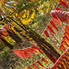 image link to the autumn 06 gallery