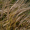 image link to autumn07 images