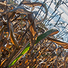 image link to autumn photo gallery 09