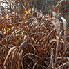 image link to photo gallery for autumn 100