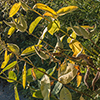 image link to autumn photo gallery 10