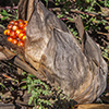 image link to autumn photo gallery 11