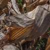 image link to autumn photo gallery 12