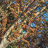 image link to autumn photo gallery 16