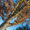 image link to autumn photo gallery 17