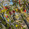 image link to autumn photo gallery 18