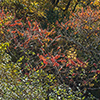 image link to photogallery autumn 22