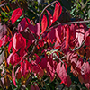 image link to Autumn 27 images