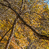 image link to Autumn 29 images