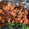 image link to autumn 33 photo gallery
