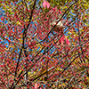 image link to autumn 34 photo gallery