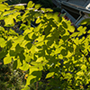 image link to autumn 40 images