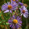 image link to autumn 41 images