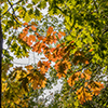image link to autumn 44 images