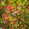 image link to autumn 45 images