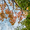 image link to autumn 46 images