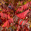 image link to photogallery autumn 50