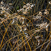 image link to photogallery autumn 51