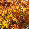 image link to photo gallery autumn 52