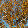 image link to photo gallery autumn 53