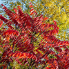 image link to photo gallery autumn 54