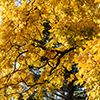 image link to photo gallery autumn 55