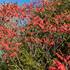 image link to photo gallery autumn 58