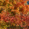 image link to photo gallery autumn 60