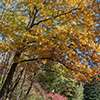 image link to photo gallery autumn 62