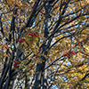 image link to photo gallery autumn 63