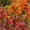 image link to photo gallery autumn 64