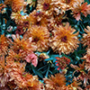 image link to photo gallery autumn 65