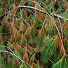 image link to photo gallery autumn 66