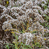 image link to photo gallery autumn 67