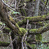 image link to photo gallery autumn 68
