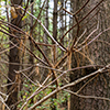 image link to photo gallery autumn 69