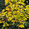 image link to photo gallery autumn 70