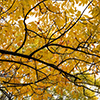 image link to photo gallery for autumn 73