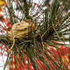 image link to photo gallery for autumn 74