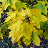 image link to photo gallery for autumn 75