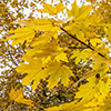 image link to photo gallery for autumn 76