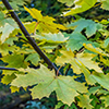 image link to photo gallery for autumn 77